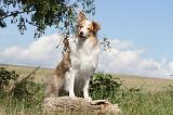 BORDER COLLIE 047